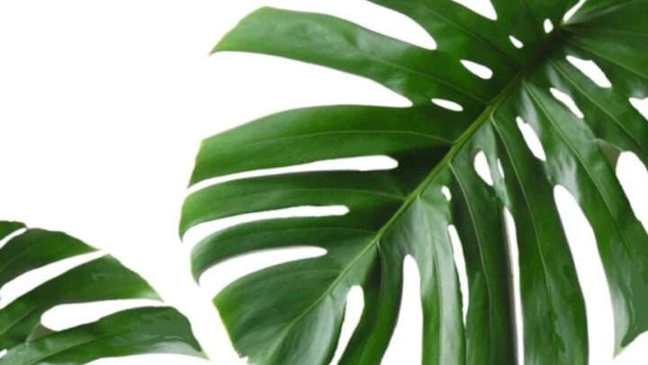 monstera blad