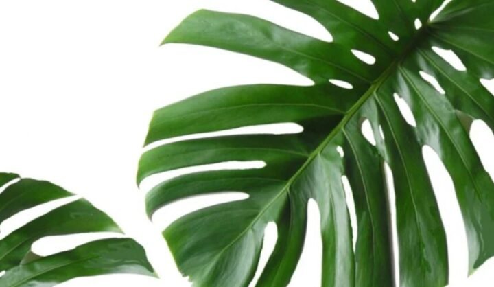 monstera blad