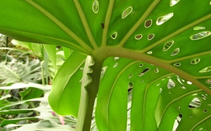 monstera blad met spier