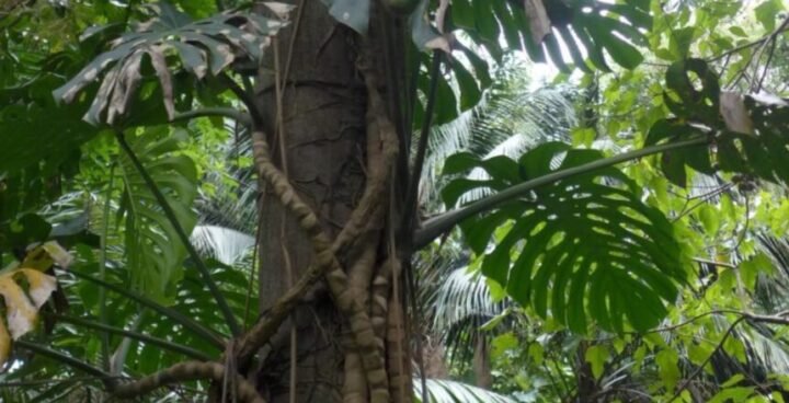 monstera luchtplant